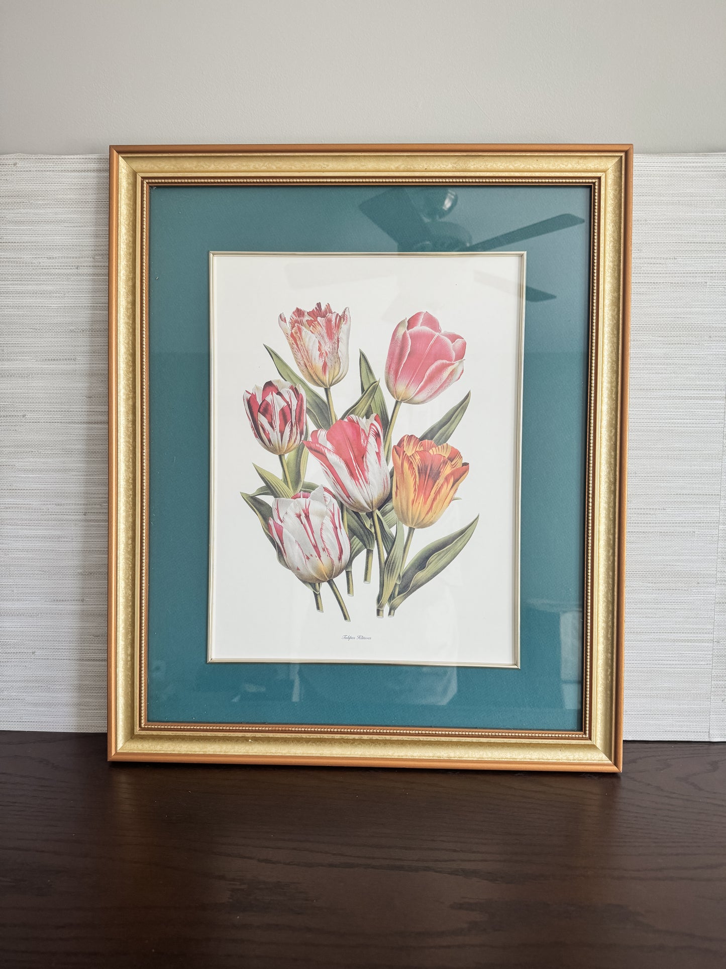 Tulipes Hâtives — Large Framed Botanical Tulip Print