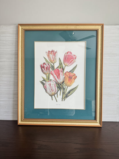 Tulipes Hâtives — Large Framed Botanical Tulip Print