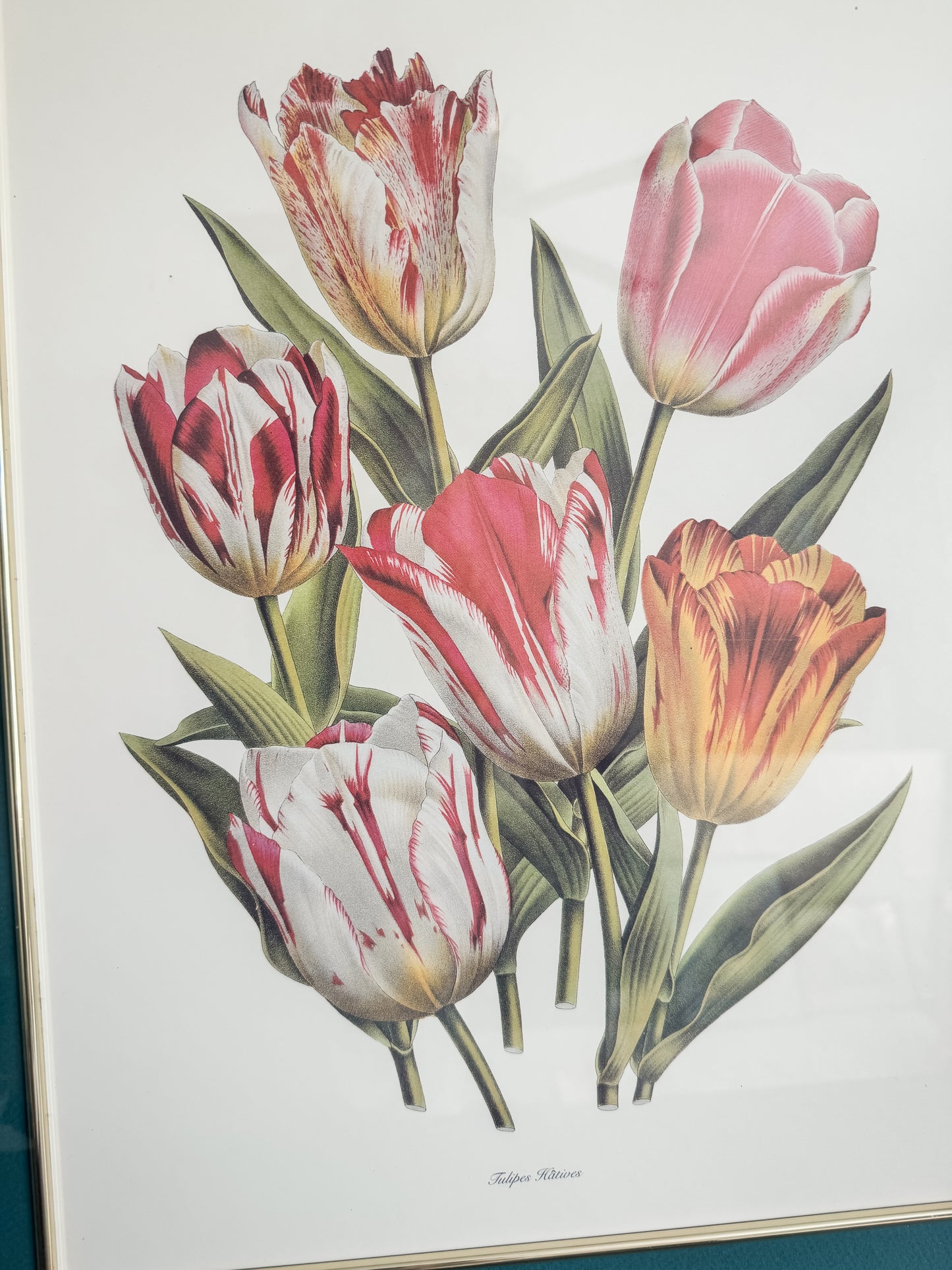 Tulipes Hâtives — Large Framed Botanical Tulip Print