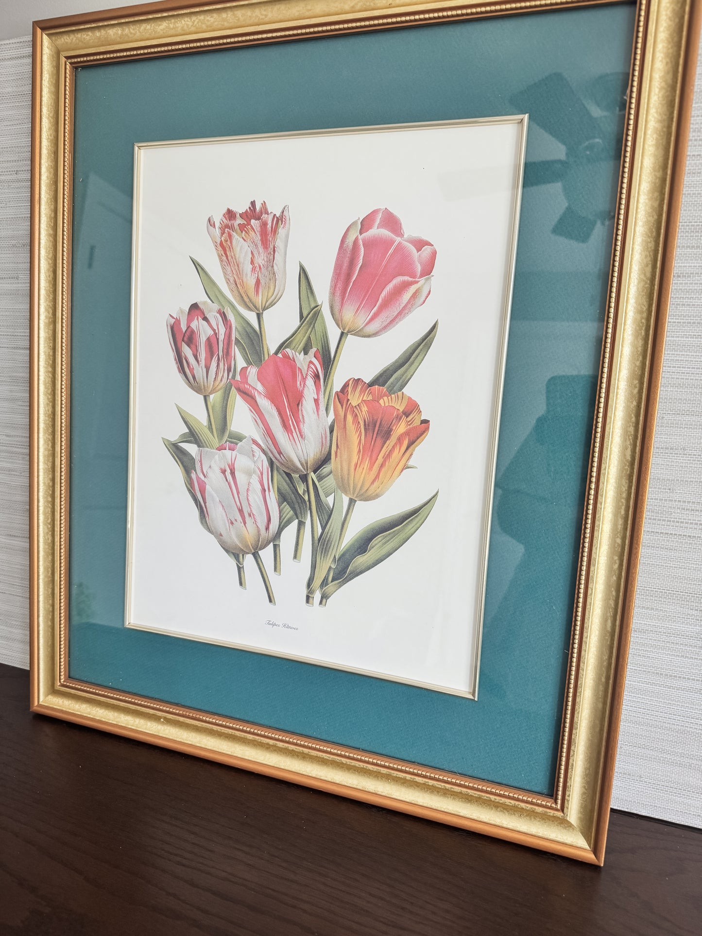 Tulipes Hâtives — Large Framed Botanical Tulip Print